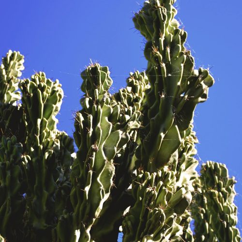 panegos-distillerie-territorio-cactus